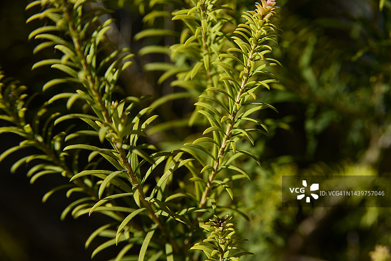 手镯蜜花图片素材