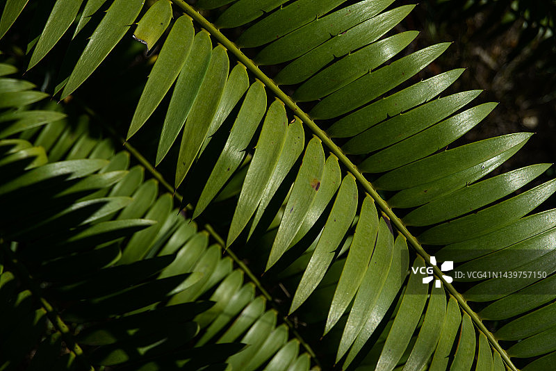 勒邦博铁树图片素材