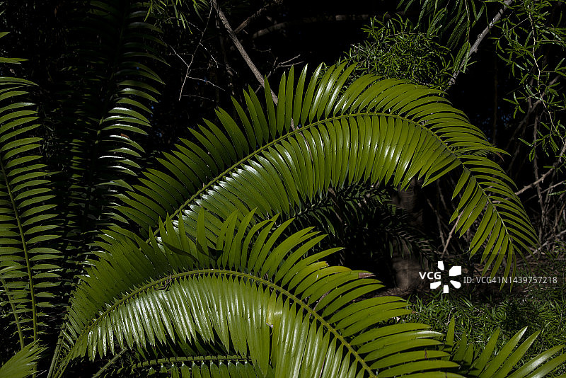 乔齐尼铁树图片素材