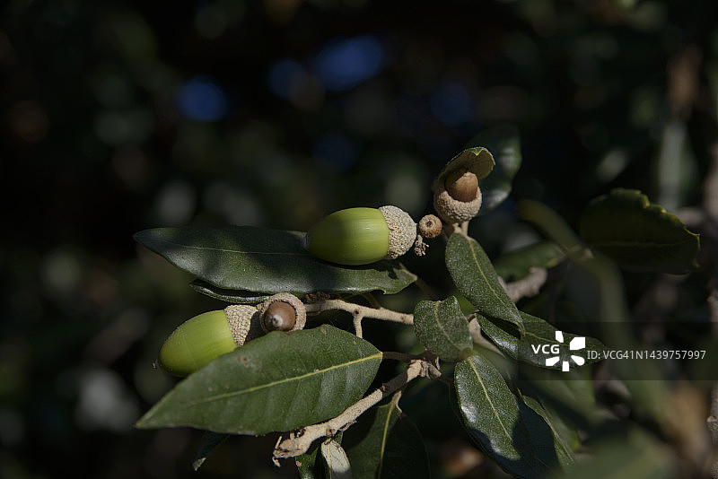 常绿橡树图片素材