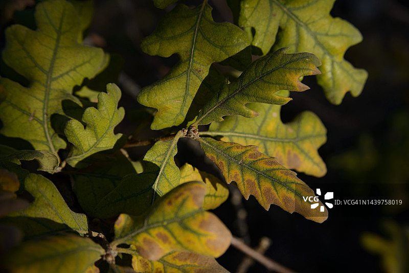 比利牛斯栎树图片素材