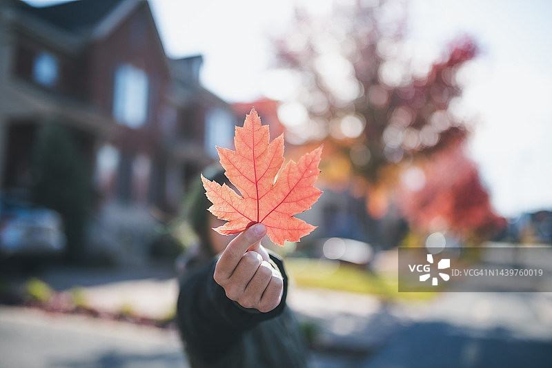 年轻女孩在加拿大城镇拿着一片红色枫叶图片素材