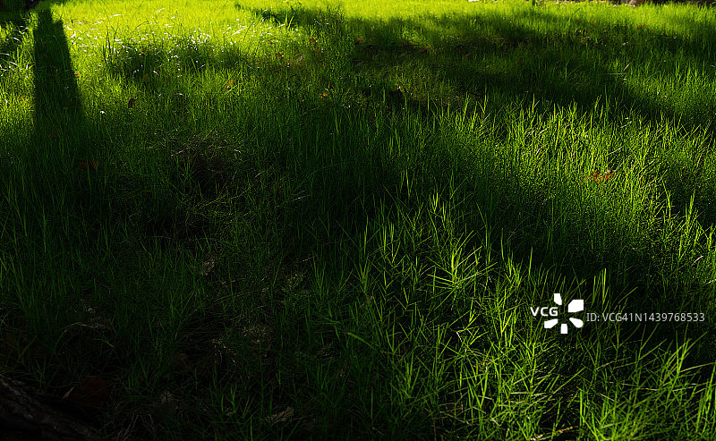 晨曦洒在草地上，树影斑驳图片素材