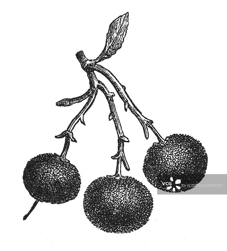 杨梅树植物学插图图片素材