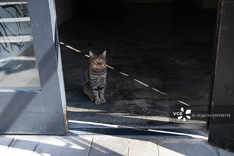 一只孤独的灰猫走在城市街道的人行道上图片素材