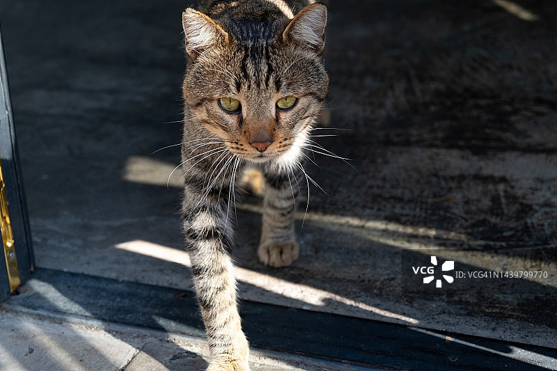 一只孤独的灰猫走在城市街道的人行道上图片素材