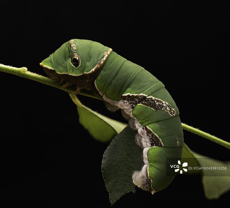 蝴蝶的毛毛虫图片素材