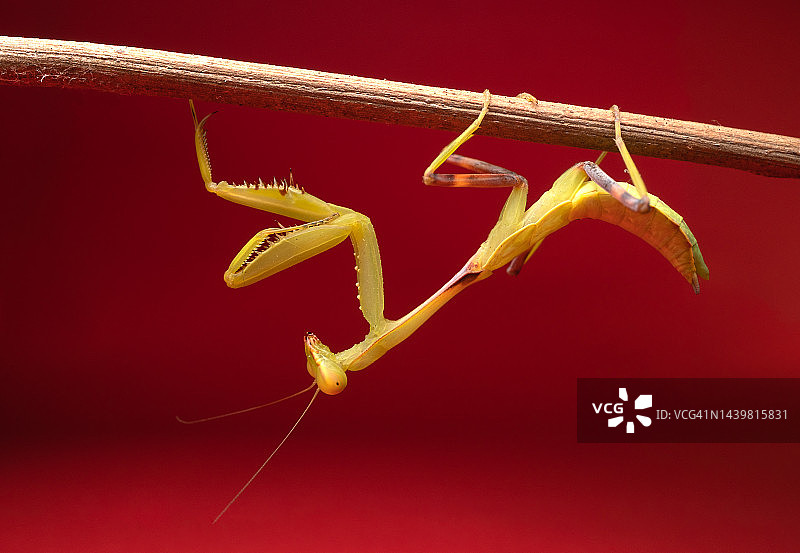 节肢动物微距照片图片素材