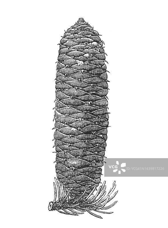 欧洲银杉古老版画插图图片素材