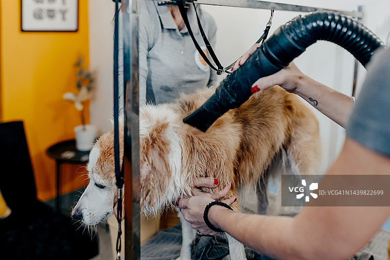 宠物美容师吹干狗毛图片素材