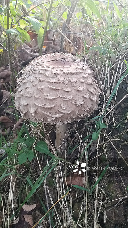 高大环柄菇，伞菌。野生蘑菇图片素材