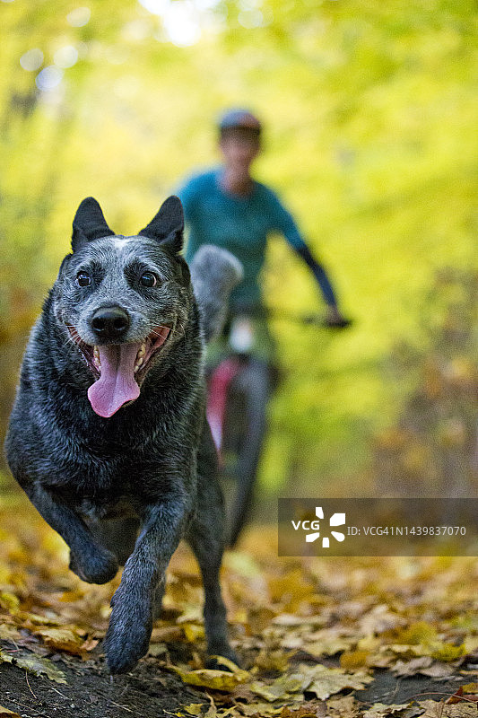 11月山地自行车遛狗图片素材