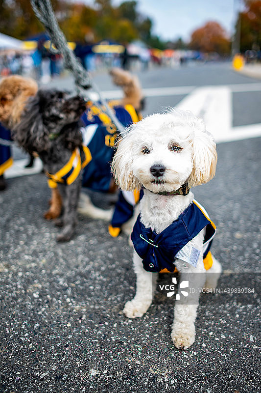 黑人大学体验：返校节图片素材