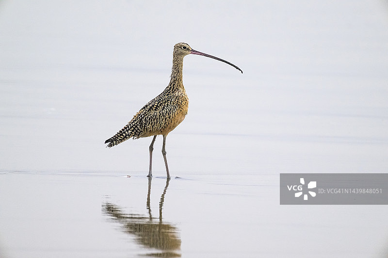 族麻鹬图片素材