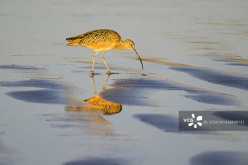 族麻鹬图片素材