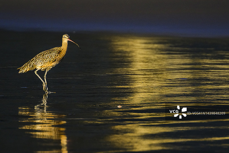 族麻鹬图片素材