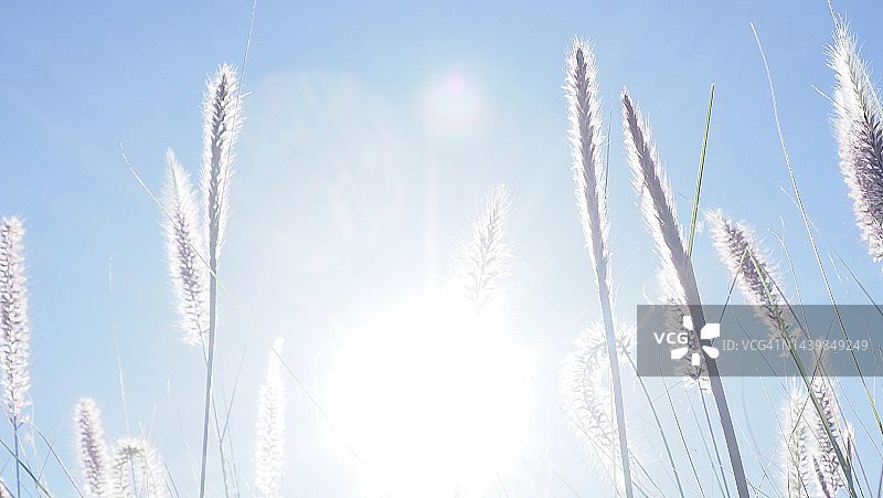 阳光的喜悦图片素材