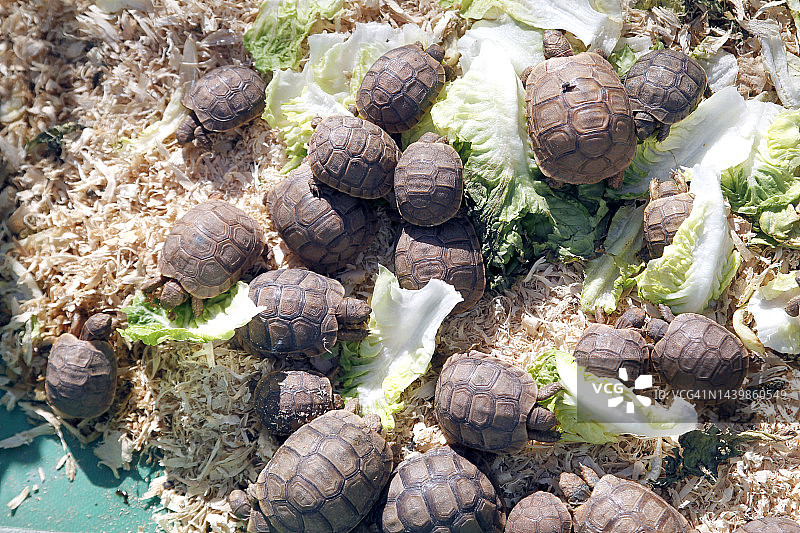 在杂货店出售的活甲鱼图片素材