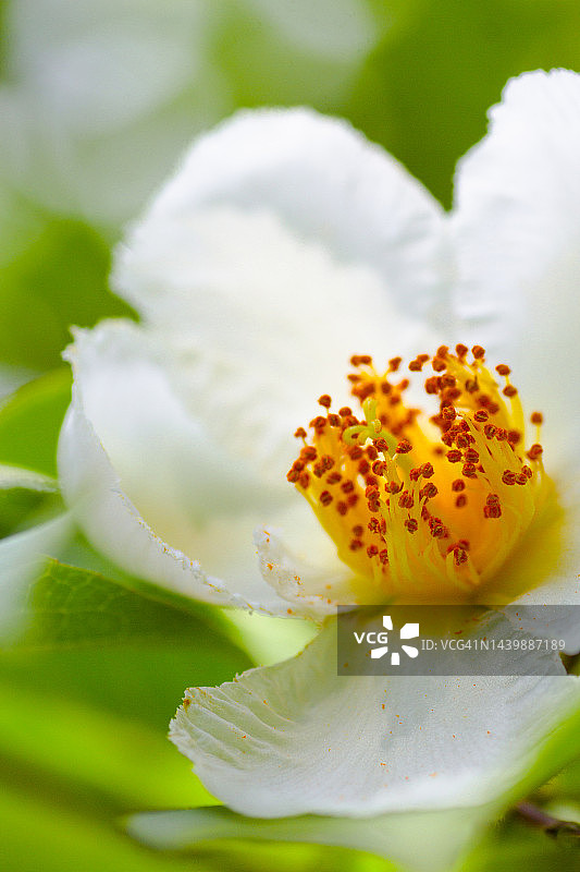 日本紫茎图片素材