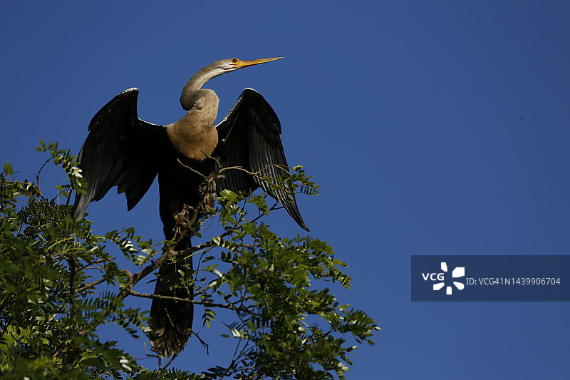 潘塔纳尔箭鱼图片素材
