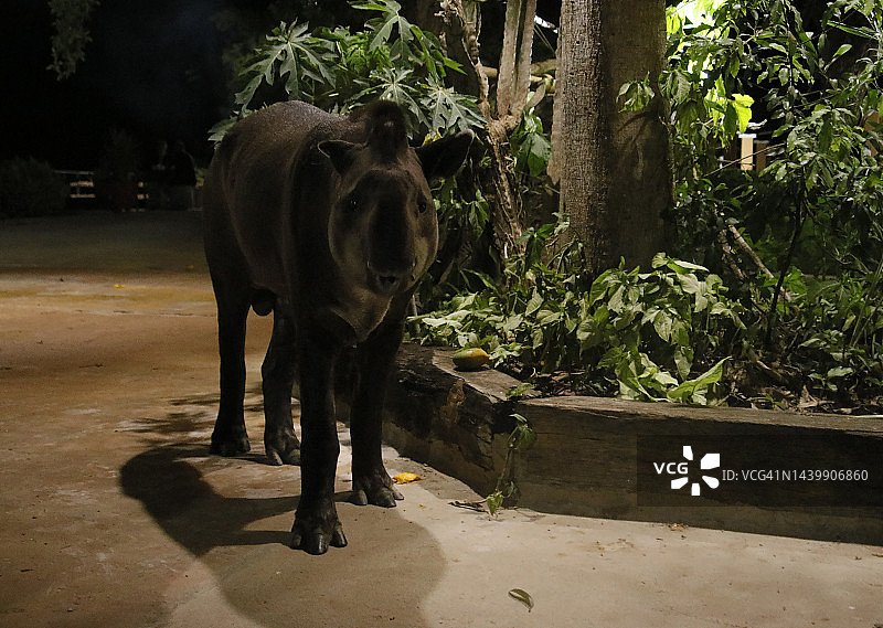 潘塔纳尔湿地貘图片素材