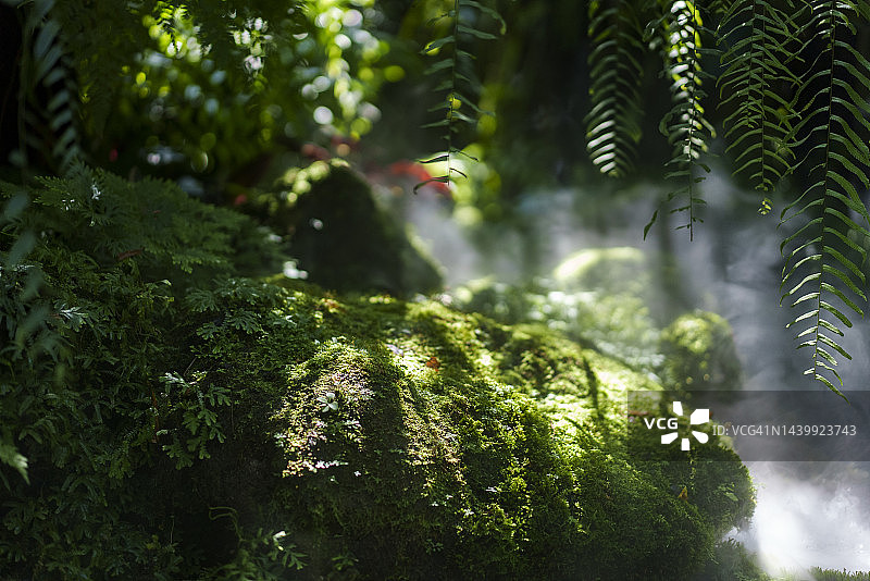 热带花园中的绿色植物图片素材