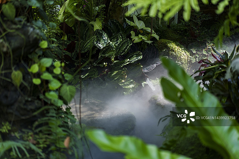 热带花园中的绿色植物图片素材