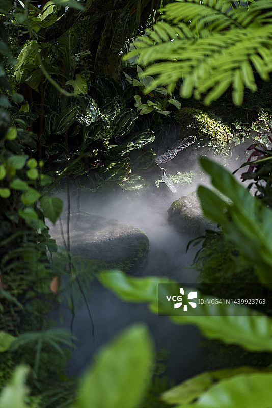 热带花园中的绿色植物图片素材