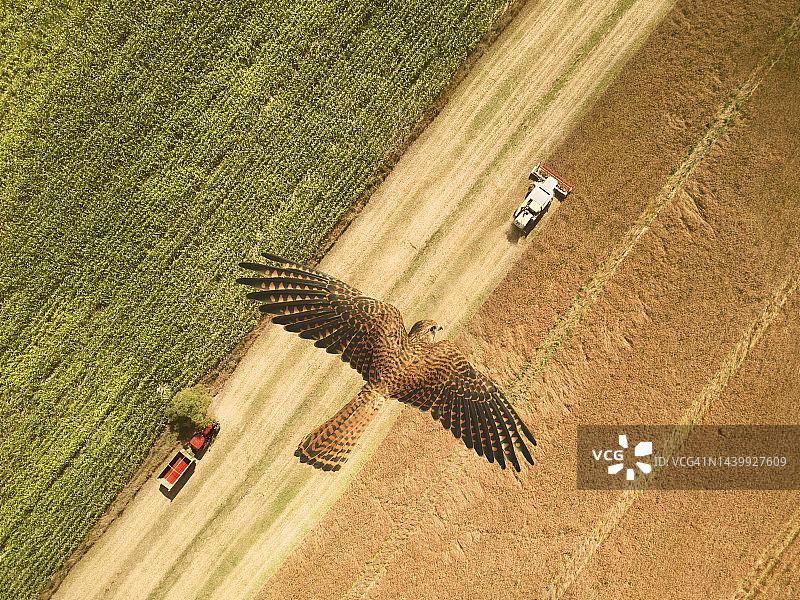 猎隼飞过联合收割机和拖拉机收割谷物图片素材