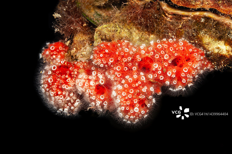红海绵中的斑点栉水母幼虫图片素材