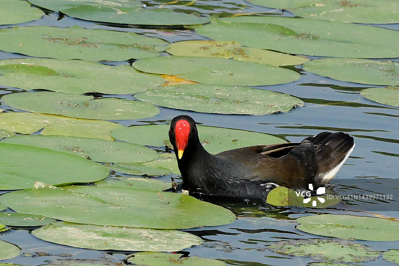 印度水鸡图片素材