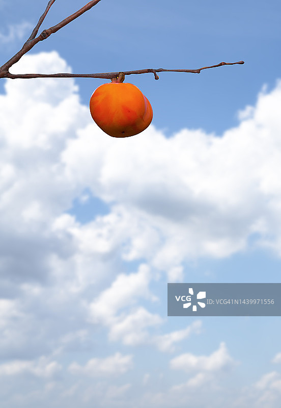 天空，云朵，柿子，柿子树图片素材