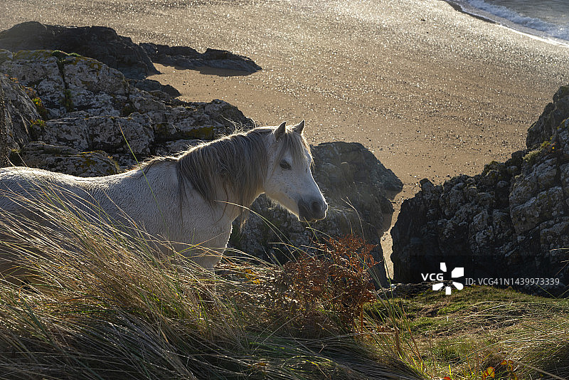 威尔士安格尔西岛Llanddwyn岛上的野生卡内道小马图片素材