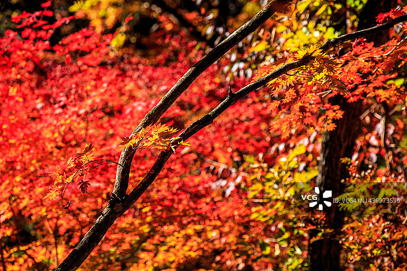 秋叶：江原道麟蹄郡芳台山图片素材