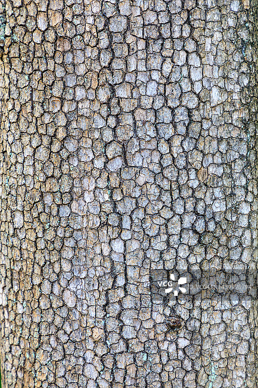 柿子树皮图片素材