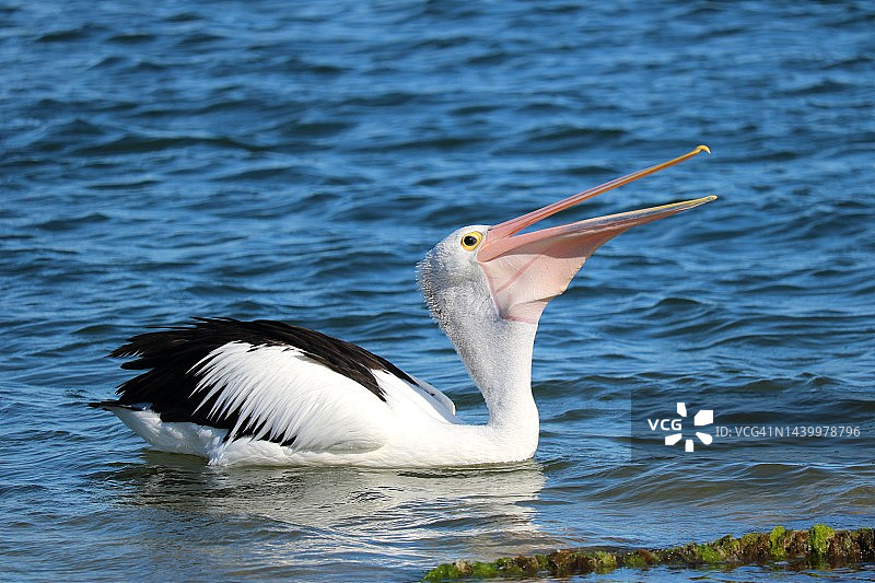 鹈鹕皮特图片素材