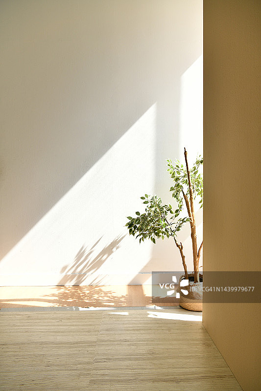 室内阳光，舒适温暖，盆栽与木纹瓷砖地板图片素材