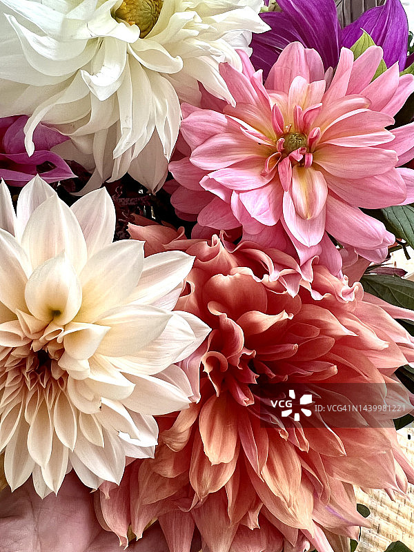 新鲜采摘的大丽花图片素材