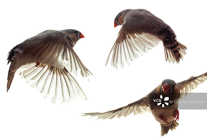 普通斑胸草雀图片素材