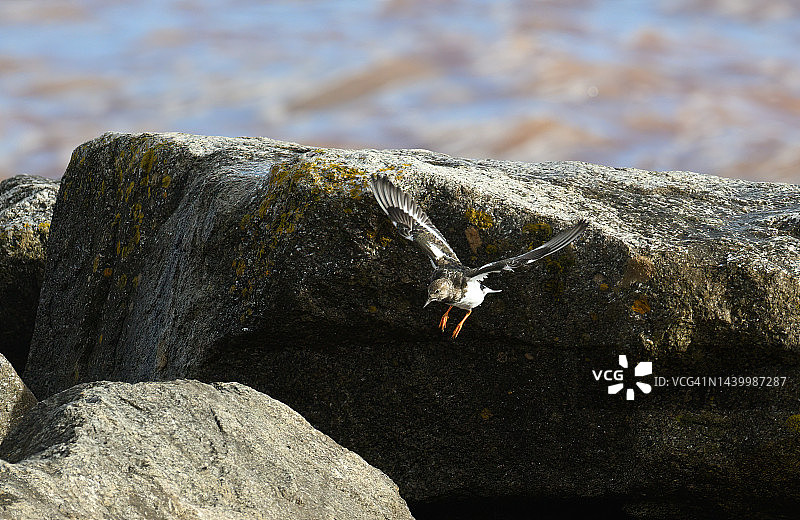 飞行中的翻石鹬图片素材