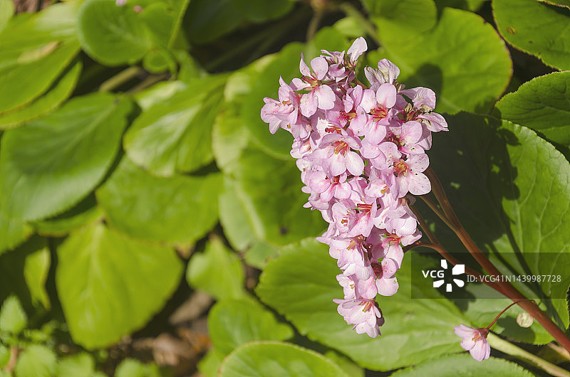 岩白菜的粉色花朵图片素材