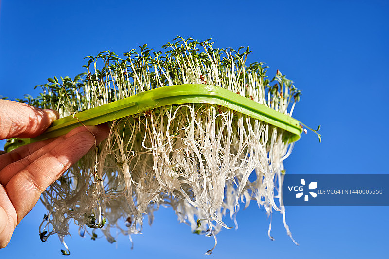 豆瓣菜微距特写图片素材