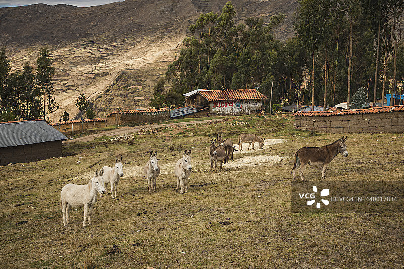 卡帕克尼安 - 卡斯蒂略 (安卡什) 至瓦努科潘帕 (瓦努科) - 秘鲁图片素材