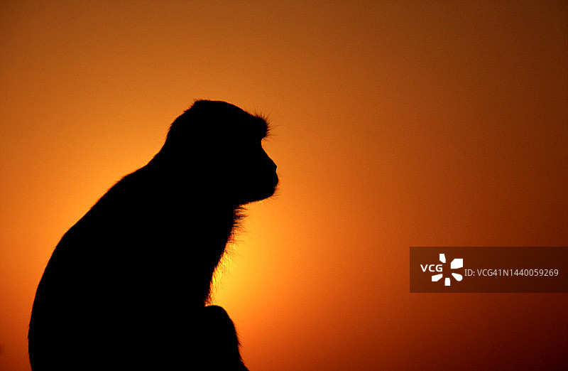 猴子与日落图片素材