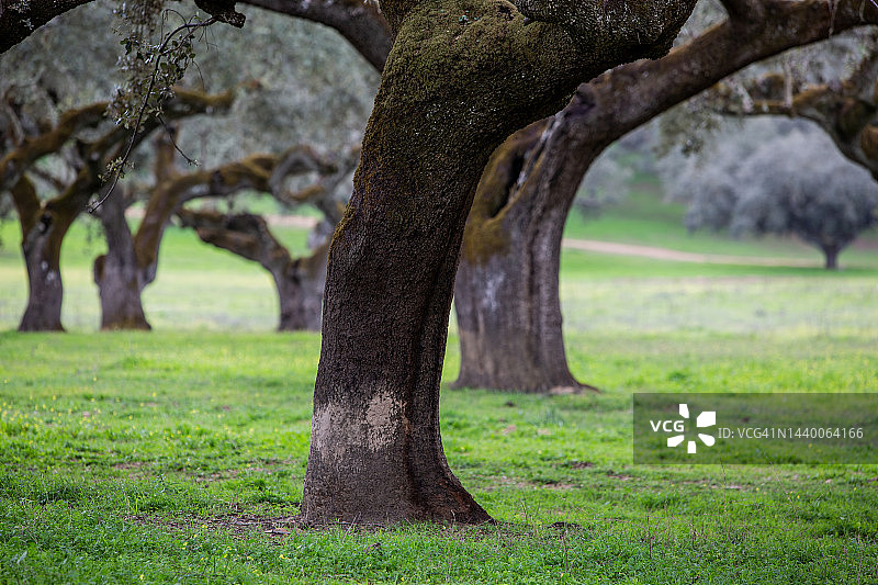 橡树树干特写图片素材