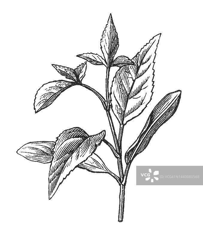 欧洲白蜡树(Fraxinus excelsior)的古老雕刻插图图片素材