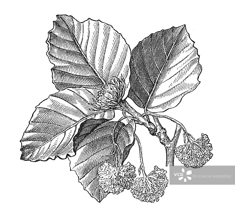 欧洲山毛榉老式版画图片素材