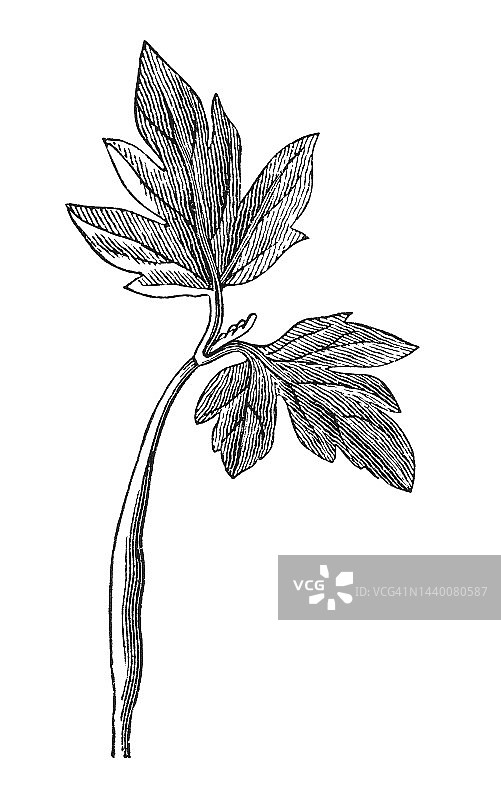 古老的欧洲小叶椴树雕刻插图图片素材