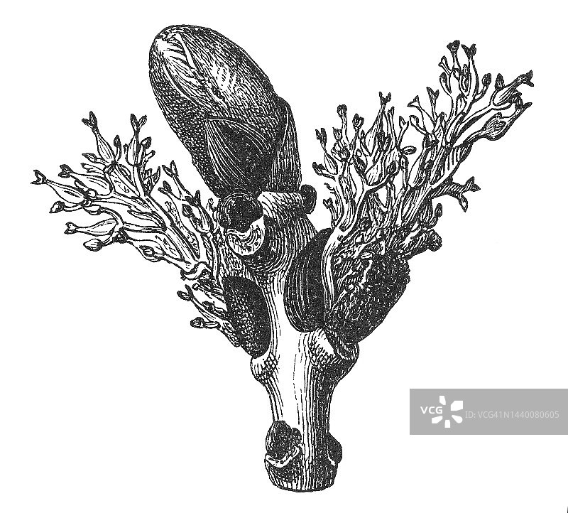 欧洲白蜡树(Fraxinus excelsior)的古老雕刻插图图片素材