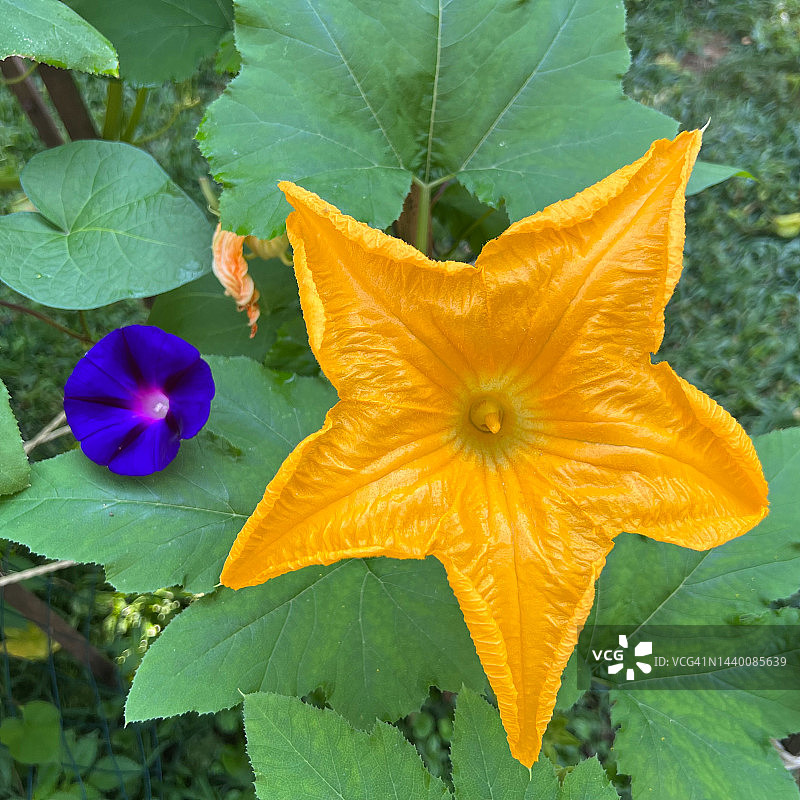 黄色南瓜花图片素材